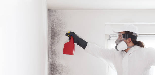 Best Emergency Mold Removal  in USA